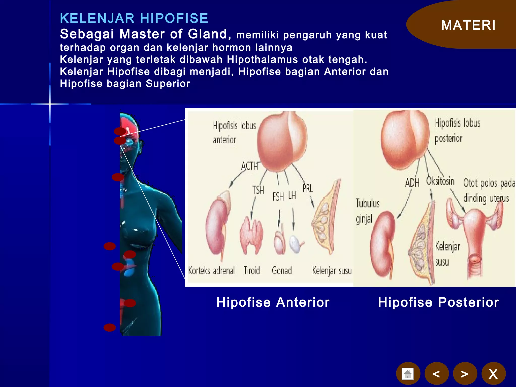 MATERI
X><
KELENJAR HIPOFISE
Sebagai Master of Gland, memiliki pengaruh yang kuat
terhadap organ dan kelenjar hormon lainnya
Kelenjar yang terletak dibawah Hipothalamus otak tengah.
Kelenjar Hipofise dibagi menjadi, Hipofise bagian Anterior dan
Hipofise bagian Superior
Hipofise Anterior Hipofise Posterior
 