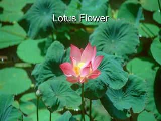 Lotus FlowerLotus Flower
 