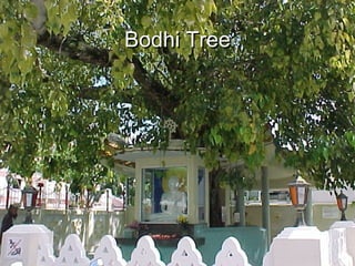 Bodhi TreeBodhi Tree
 