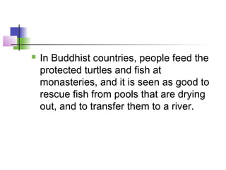  In Buddhist countries, people feed the
protected turtles and fish at
monasteries, and it is seen as good to
rescue fish from pools that are drying
out, and to transfer them to a river.
 