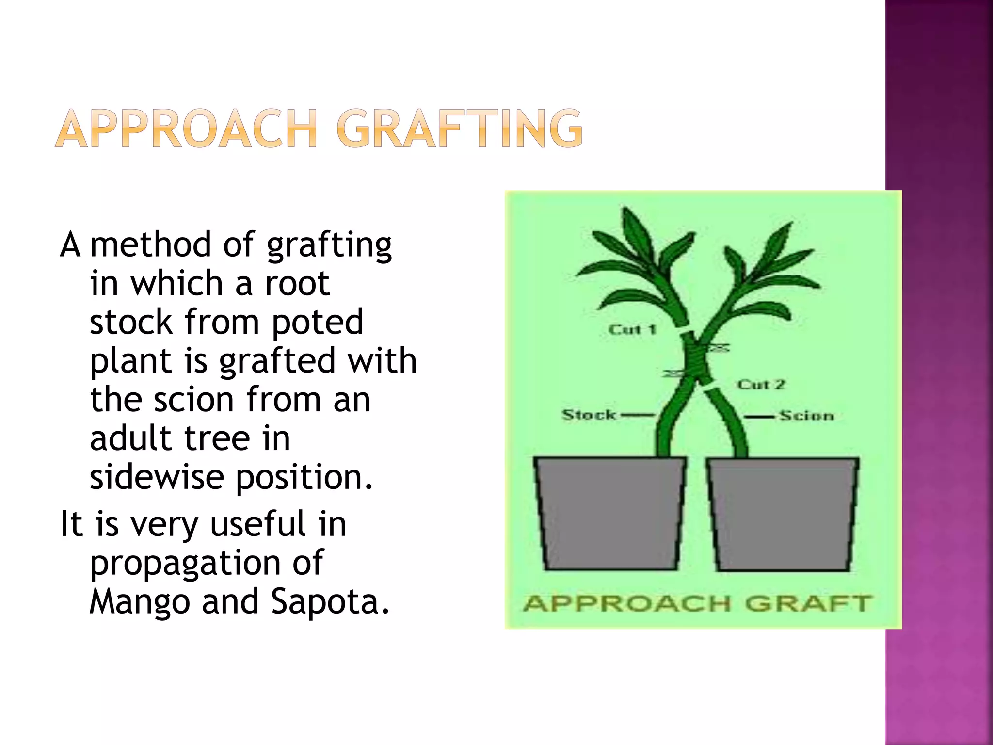 Budding & grafting | PPTX