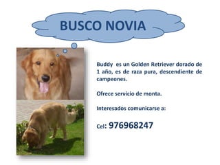 BUSCO NOVIA
Buddy es un Golden Retriever dorado de
1 año, es de raza pura, descendiente de
campeones.
Ofrece servicio de monta.
Interesados comunicarse a:
Cel: 976968247
 