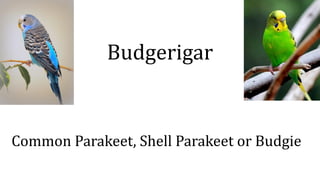 Budgerigar
Common Parakeet, Shell Parakeet or Budgie
 