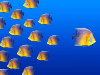 Budgetseminar juni 2015