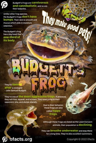 Budgett's frog facts