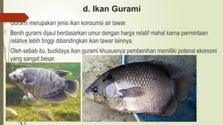 d. Ikan Gurami
 Gurami merupakan jenis ikan konsumsi air tawar.
 Benih gurami dijaul berdasarkan umur dengan harga relatif mahal karna permintaan
relative lebih tinggi dibandingkan ikan tawar lainnya.
 Oleh sebab itu, budidaya ikan gurami khususnya pembenihan memiliki potensi ekonomi
yang sangat besar.
 