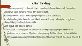 a. Ikan Bandeng
 Bandeng merupakan jenis ikan air payau yg cukup terkenal dan mudah didapatkan.
 Dagingnya putih, seratnya halus, dan rasanya gurih.
 Bandeng memiliki badan memanjang dengan sirip ekor bercabang.
 Kepala bandeng tidak bersisik, mulut kecil terletak di ujung, rahang tanpa gigi dan
lubang hidung terletak di depan mata.
 Mata diliputi oleh selaput bening.
 Warna badan bandeng putih keperak-perakan dengan punggung biru kehitaman.
 Benih ukuran berat rata-rata 50 gr/ekor atau panjang 7-10 cm dapat ditebar 500 ekor.
 Ukuran konsumsi akan mencapai berat rata-rata 450gr/ekor setelah dipelihara selama 4
bulan.
 