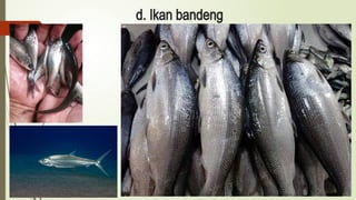 d. Ikan bandeng
 