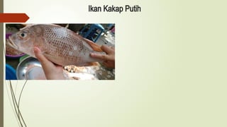Ikan Kakap Putih
 