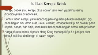 b. Ikan Kerapu Bebek
 Kerapu bebek atau kerapu tikus adalah jenis ikan yg paling sering
dibudidayakan di Indonesia.
 Bentuk tubuh kerapu yaitu moncong panjang memipih atau menajam; gigi
pada bagian sisi terdiri atas 3 atau 4 baris; terdapat bintik putih cokelat pada
kepala, badan, dan sirip, serta bintik hitam pada bagian dorsal dan posterior.
 Harga kerapu bebek di pasar Hong Kong mencapai Rp 3-4 juta per ekor
atau 8 kali lipat dari harga di dalam negeri.
 