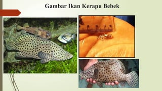 Gambar Ikan Kerapu Bebek
 