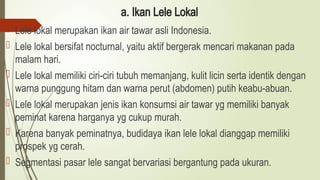 a. Ikan Lele Lokal
 Lele lokal merupakan ikan air tawar asli Indonesia.
 Lele lokal bersifat nocturnal, yaitu aktif bergerak mencari makanan pada
malam hari.
 Lele lokal memiliki ciri-ciri tubuh memanjang, kulit licin serta identik dengan
warna punggung hitam dan warna perut (abdomen) putih keabu-abuan.
 Lele lokal merupakan jenis ikan konsumsi air tawar yg memiliki banyak
peminat karena harganya yg cukup murah.
 Karena banyak peminatnya, budidaya ikan lele lokal dianggap memiliki
prospek yg cerah.
 Segmentasi pasar lele sangat bervariasi bergantung pada ukuran.
 