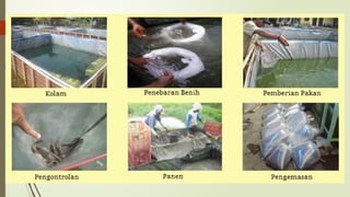 budidaya-ikan-konsumsi_data data data data compress.pdf