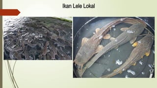 Ikan Lele Lokal
 