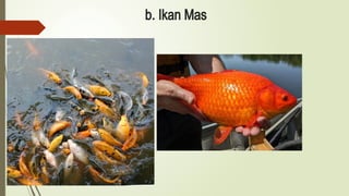 b. Ikan Mas
 