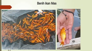 Benih ikan Mas
 