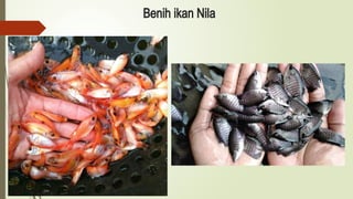 Benih ikan Nila
 