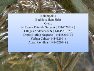 Kelompok 3
Budidaya Ikan Sidat
Oleh :
Ni Desak Putu Ida Suryani ( 1314521039 )
I Bagus Andreana S.N ( 1414521015 )
Dimas Hafidh Nugroho ( 1414521017 )
Yufinta Cahya (14145210 )
Abrar Ravidhia ( 1414521048 )
 