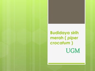 Budidaya sirih
merah ( piper
crocatum )
㻼㻵㻭㼀 UGM
 