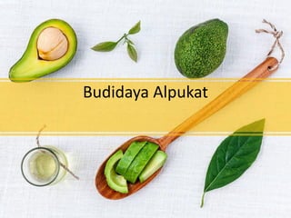 Budidaya Alpukat
 