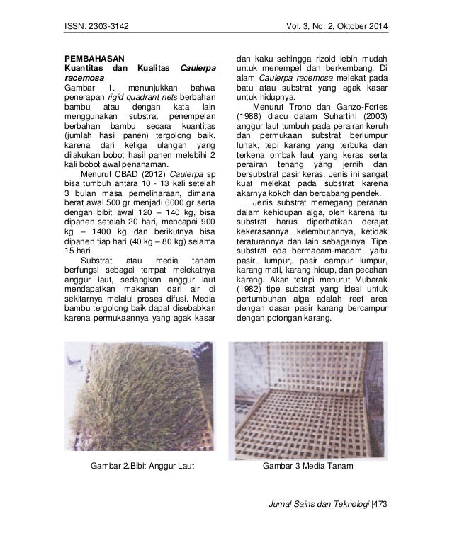 80+ Gambar Tanaman Anggur Laut 80+ Gambar Tanaman Anggur Laut