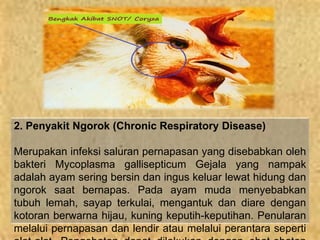 budidaya ayam pedaging ppt