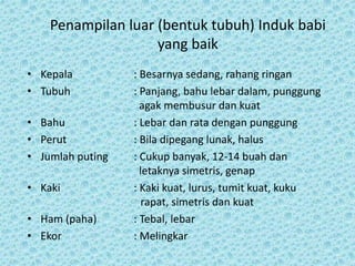 Penampilan luar (bentuk tubuh) Induk babi
yang baik
• Kepala : Besarnya sedang, rahang ringan
• Tubuh : Panjang, bahu lebar dalam, punggung
agak membusur dan kuat
• Bahu : Lebar dan rata dengan punggung
• Perut : Bila dipegang lunak, halus
• Jumlah puting : Cukup banyak, 12-14 buah dan
letaknya simetris, genap
• Kaki : Kaki kuat, lurus, tumit kuat, kuku
rapat, simetris dan kuat
• Ham (paha) : Tebal, lebar
• Ekor : Melingkar
 