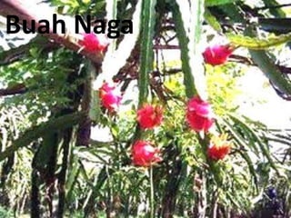 Buah Naga

 
