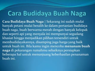 Cara Budidaya Buah Naga | Sekarang ini sudah mulai
banyak petani mulai beralih ke dalam pertanian budidaya
buah naga, buah berwarna merah dengan banyak kelopak
dan seperti api yang menyala ini mempunyai segudang
khasiat hingga menjadikan pilihan tersendiri untuk
membudidayakannya, disamping juga harga yang baik
untuk buah ini. Bila kamu ingin mencoba menanam buah
naga di pekarangan rumahmu sebaiknya persiapkan
beberapa hal untuk menunjuang keberhasilan penanaman
buah ini.

 