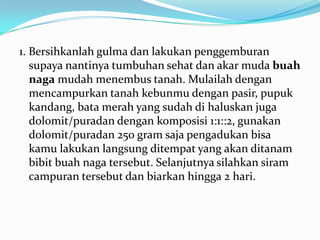 1. Bersihkanlah gulma dan lakukan penggemburan
supaya nantinya tumbuhan sehat dan akar muda buah
naga mudah menembus tanah. Mulailah dengan
mencampurkan tanah kebunmu dengan pasir, pupuk
kandang, bata merah yang sudah di haluskan juga
dolomit/puradan dengan komposisi 1:1::2, gunakan
dolomit/puradan 250 gram saja pengadukan bisa
kamu lakukan langsung ditempat yang akan ditanam
bibit buah naga tersebut. Selanjutnya silahkan siram
campuran tersebut dan biarkan hingga 2 hari.

 