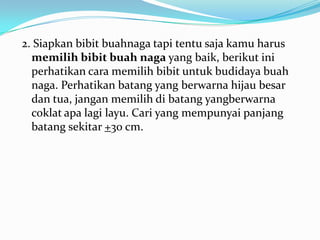 2. Siapkan bibit buahnaga tapi tentu saja kamu harus
memilih bibit buah naga yang baik, berikut ini
perhatikan cara memilih bibit untuk budidaya buah
naga. Perhatikan batang yang berwarna hijau besar
dan tua, jangan memilih di batang yangberwarna
coklat apa lagi layu. Cari yang mempunyai panjang
batang sekitar +30 cm.

 