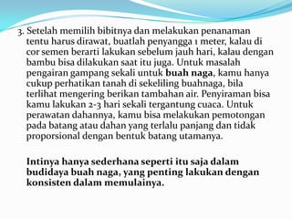 3. Setelah memilih bibitnya dan melakukan penanaman
tentu harus dirawat, buatlah penyangga 1 meter, kalau di
cor semen berarti lakukan sebelum jauh hari, kalau dengan
bambu bisa dilakukan saat itu juga. Untuk masalah
pengairan gampang sekali untuk buah naga, kamu hanya
cukup perhatikan tanah di sekeliling buahnaga, bila
terlihat mengering berikan tambahan air. Penyiraman bisa
kamu lakukan 2-3 hari sekali tergantung cuaca. Untuk
perawatan dahannya, kamu bisa melakukan pemotongan
pada batang atau dahan yang terlalu panjang dan tidak
proporsional dengan bentuk batang utamanya.
Intinya hanya sederhana seperti itu saja dalam
budidaya buah naga, yang penting lakukan dengan
konsisten dalam memulainya.

 