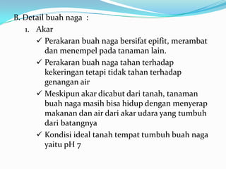 B. Detail buah naga :
1. Akar
 Perakaran buah naga bersifat epifit, merambat
dan menempel pada tanaman lain.
 Perakaran buah naga tahan terhadap
kekeringan tetapi tidak tahan terhadap
genangan air
 Meskipun akar dicabut dari tanah, tanaman
buah naga masih bisa hidup dengan menyerap
makanan dan air dari akar udara yang tumbuh
dari batangnya
 Kondisi ideal tanah tempat tumbuh buah naga
yaitu pH 7

 