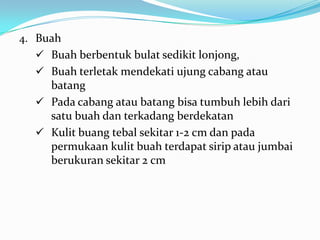 4. Buah
 Buah berbentuk bulat sedikit lonjong,
 Buah terletak mendekati ujung cabang atau

batang
 Pada cabang atau batang bisa tumbuh lebih dari
satu buah dan terkadang berdekatan
 Kulit buang tebal sekitar 1-2 cm dan pada
permukaan kulit buah terdapat sirip atau jumbai
berukuran sekitar 2 cm

 