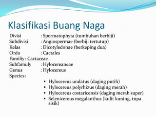 Klasifikasi Buang Naga
Divisi
: Spermatophyta (tumbuhan berbiji)
Subdivisi
: Angiospermae (berbiji tertutup)
Kelas
: Dicotyledonae (berkeping dua)
Ordo
: Cactales
Familiy : Cactaceae
Subfamuly
: Hylocereaneae
Genus
: Hylocereus
Species :
 Hylocereus undatus (daging putih)
 Hylocereus polyrhizus (daging merah)
 Hylocereus costaricensis (daging merah super)
 Selenicereus megalanthus (kulit kuning, tnpa
sisik)

 