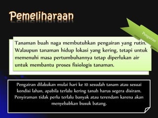 Tanaman buah naga membutuhkan pengairan yang rutin.
Walaupun tanaman hidup lokasi yang kering, tetapi untuk
memenuhi masa pertumbuhannya tetap diperlukan air
untuk membantu proses fisiologis tanaman.
Pengairan dilakukan mulai hari ke 10 sesudah tanam atau sesuai
kondisi lahan, apabila terlalu kering tanah harus segera disiram.
Penyiraman tidak perlu terlalu banyak atau terendam karena akan
menyebabkan busuk batang.
 