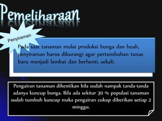 Pada saat tanaman mulai produksi bunga dan buah,
penyiraman harus dikurangi agar pertumbuhan tunas
baru menjadi lambat dan berhenti. sekali.
Pengairan tanaman dihentikan bila sudah nampak tanda-tanda
adanya kuncup bunga. Bila ada sekitar 30 % populasi tanaman
sudah tumbuh kuncup maka pengairan cukup diberikan setiap 2
minggu.
 