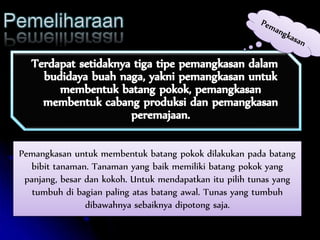 Pemangkasan untuk membentuk batang pokok dilakukan pada batang
bibit tanaman. Tanaman yang baik memiliki batang pokok yang
panjang, besar dan kokoh. Untuk mendapatkan itu pilih tunas yang
tumbuh di bagian paling atas batang awal. Tunas yang tumbuh
dibawahnya sebaiknya dipotong saja.
 