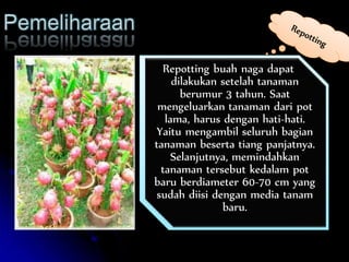 Repotting buah naga dapat
dilakukan setelah tanaman
berumur 3 tahun. Saat
mengeluarkan tanaman dari pot
lama, harus dengan hati-hati.
Yaitu mengambil seluruh bagian
tanaman beserta tiang panjatnya.
Selanjutnya, memindahkan
tanaman tersebut kedalam pot
baru berdiameter 60-70 cm yang
sudah diisi dengan media tanam
baru.
 
