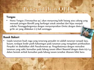 Tungau
• Hama Tungau (Tetranychus sp.) akan menyerang kulit batang atau cabang yang
merusak jaringan klorofil yang berfungsi untuk asimilasi dari hijau menjadi
cokelat. Penanggulangannya dengan menyemprotkan Omite dengan dosis 1-2
gr/ltr air yang dilakukan 2-3 kali seminggu.
Busuk Bakteri
• Gejala tanaman buah naga yang terserang penyakit ini adalah tanaman tampak layu,
kusam, terdapat lendir putih kekuningan pada tanaman yang mengalami pembusukan.
Penyakit ini disebabkan oleh Pseudomonas sp. Pengobatannya dengan mencabut
tanaman yang sakit, kemudian pada lubang tanam diberi Basamid dengan dosis 0,5-1 g
dalam bentuk serbuk kemudian pada lubang tanam tersebut ditanam bibit baru.
 