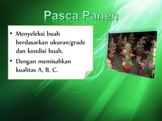 • Menyeleksi buah
berdasarkan ukuran/grade
dan kondisi buah.
• Dengan memisahkan
kualitas A, B, C.
 