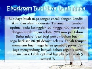Budidaya buah naga sangat cocok dengan kondisi
iklim dan alam Indonesia. Tanaman ini tumbuh
optimal pada ketinggian 20 hingga 500 meter dpl
dengan curah hujan sekitar 720 mm per tahun.
Suhu udara ideal bagi pertumbuhan buah
naga berkisar 26-36 derajat celcius. Tanah tempat
menanam buah naga harus gembur, porus dan
juga mengandung banyak bahan organik serta
unsur hara. Lebih optimal lagi jika pH tanah 5
sampai 7.
 