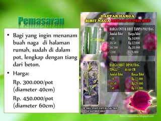 • Bagi yang ingin menanam
buah naga di halaman
rumah, sudah di dalam
pot, lengkap dengan tiang
dari beton.
• Harga:
Rp. 300.000/pot
(diameter 40cm)
Rp. 450.000/pot
(diameter 60cm)
 