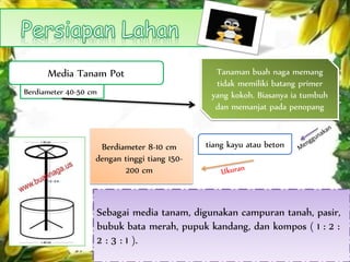Tanaman buah naga memang
tidak memiliki batang primer
yang kokoh. Biasanya ia tumbuh
dan memanjat pada penopang
Media Tanam Pot
Berdiameter 40-50 cm
Berdiameter 8-10 cm
dengan tinggi tiang 150-
200 cm
tiang kayu atau beton
Sebagai media tanam, digunakan campuran tanah, pasir,
bubuk bata merah, pupuk kandang, dan kompos ( 1 : 2 :
2 : 3 : 1 ).
 