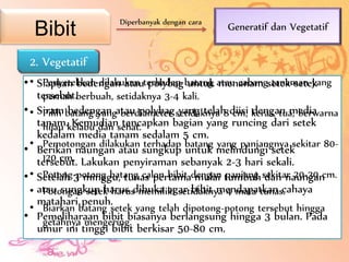 Bibit
- Cara generatif yaitu memperbanyak tanaman dari biji.
- Benih diambil dengan cara mengeluarkan biji dari buah naga terpilih.
Diperbanyak dengan cara
Generatif dan Vegetatif
1. Generatif2. Vegetatif
• Penyetekkan dilakukan terhadap batang atau cabang tanaman yang
pernah berbuah, setidaknya 3-4 kali.
• Pilih batang yang berdiameter setidaknya 8 cm, keras, tua, berwarna
hijau kelabu dan sehat.
• Pemotongan dilakukan terhadap batang yang panjangnya sekitar 80-
120 cm.
• Potong-potong batang calon bibit dengan panjang sekitar 20-30 cm.
• Potongan setek harus memiliki setidaknya 4 mata tunas.
• Biarkan batang setek yang telah dipotong-potong tersebut hingga
getahnya mengering.
• Siapkan bedengan atau polybag untuk menanam setek-setek
tersebut.
• Siram bedengan atau polybag yang telah diisi dengan media
tanam. Kemudian tancapkan bagian yang runcing dari setek
kedalam media tanam sedalam 5 cm.
• Berikan naungan atau sungkup untuk melindungi setek
tersebut. Lakukan penyiraman sebanyak 2-3 hari sekali.
• Setelah 3 minggu, tunas pertama mulai tumbuh dan naungan
atau sungkup harus dibuka agar bibit mendapatkan cahaya
matahari penuh.
• Pemeliharaan bibit biasanya berlangsung hingga 3 bulan. Pada
umur ini tinggi bibit berkisar 50-80 cm.
 