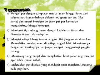 1) Mengisi pot dengan campuran media tanam hingga 80 % dari
volume pot. Menambahkan dolomit 100 gram per pot (jika
perlu) dan pupuk Hortigro 20 gram per pot kemudian
mengaduknya hingga homogen.
2) Membuat tiga lubang tanam dengan kedalaman 10 cm dan
diameter 6 cm pada setiap pot.
3) Mengisi setiap lubang tanam dengan bibit yang sudah disiapkan.
Memadatkan media tanam di setiap pangkal bibit. Menyiramnya
dengan air secukupnya dan jangan sampai menggenangi pangkal
batang.
4) Memasang tiang panjat dan mengikatkan bibit pada tiang tersebut
agar tidak mudah roboh.
5) Meletakkan pot dilokasi yang mendapat sinar matahari, terutama
pada pagi hari.
 