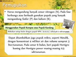 • Harus mengandung banyak unsur nitrogen (N). Pada fase
berbunga atau berbuah gunakan pupuk yang banyak
mengandung fosfor (P) dan kalium (K).
Menggunakan Pupuk Kompos atau Pupuk Kandang
dilakukan setiap bulan dengan pupuk NPK ( 15-15-15 ) sebanyak 2 sdt/tanaman
Dapat ditambahkan juga pupuk mikro, seperti Metalik,
dengan konsentrasi 4 ml/liter air dan volume semprot 3
liter/tanaman. Pada umur 6 bulan, beri pupuk Hortigro
kuning dan Hortigro power masing-masing 0,5
sdt/tanaman.
 