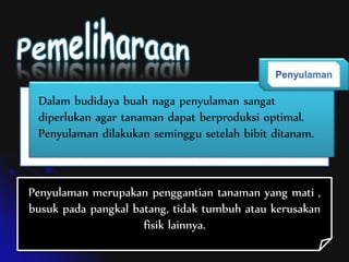 Dalam budidaya buah naga penyulaman sangat
diperlukan agar tanaman dapat berproduksi optimal.
Penyulaman dilakukan seminggu setelah bibit ditanam.
Penyulaman merupakan penggantian tanaman yang mati ,
busuk pada pangkal batang, tidak tumbuh atau kerusakan
fisik lainnya.
 