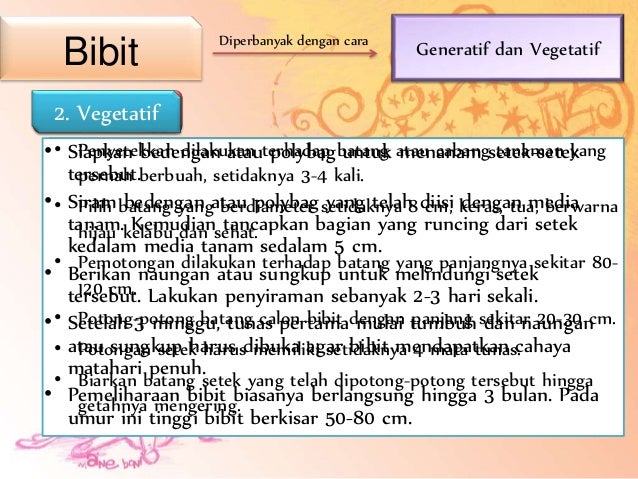 budidaya buah naga merah budidaya buah naga merah
