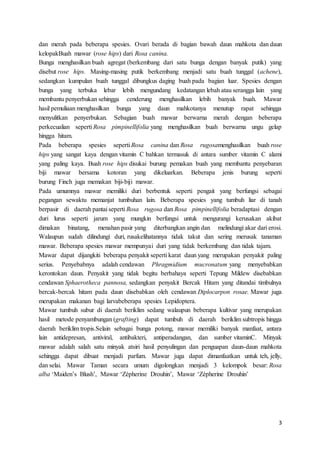 3
dan merah pada beberapa spesies. Ovari berada di bagian bawah daun mahkota dan daun
kelopakBuah mawar (rose hips) dari Rosa canina.
Bunga menghasilkan buah agregat (berkembang dari satu bunga dengan banyak putik) yang
disebut rose hips. Masing-masing putik berkembang menjadi satu buah tunggal (achene),
sedangkan kumpulan buah tunggal dibungkus daging buah pada bagian luar. Spesies dengan
bunga yang terbuka lebar lebih mengundang kedatangan lebah atau serangga lain yang
membantu penyerbukan sehingga cenderung menghasilkan lebih banyak buah. Mawar
hasil pemuliaan menghasilkan bunga yang daun mahkotanya menutup rapat sehingga
menyulitkan penyerbukan. Sebagian buah mawar berwarna merah dengan beberapa
perkecualian seperti Rosa pimpinellifolia yang menghasilkan buah berwarna ungu gelap
hingga hitam.
Pada beberapa spesies seperti Rosa canina dan Rosa rugosamenghasilkan buah rose
hips yang sangat kaya dengan vitamin C bahkan termasuk di antara sumber vitamin C alami
yang paling kaya. Buah rose hips disukai burung pemakan buah yang membantu penyebaran
biji mawar bersama kotoran yang dikeluarkan. Beberapa jenis burung seperti
burung Finch juga memakan biji-biji mawar.
Pada umumnya mawar memiliki duri berbentuk seperti pengait yang berfungsi sebagai
pegangan sewaktu memanjat tumbuhan lain. Beberapa spesies yang tumbuh liar di tanah
berpasir di daerah pantai seperti Rosa rugosa dan Rosa pimpinellifolia beradaptasi dengan
duri lurus seperti jarum yang mungkin berfungsi untuk mengurangi kerusakan akibat
dimakan binatang, menahan pasir yang diterbangkan angin dan melindungi akar dari erosi.
Walaupun sudah dilindungi duri, rusakelihatannya tidak takut dan sering merusak tanaman
mawar. Beberapa spesies mawar mempunyai duri yang tidak berkembang dan tidak tajam.
Mawar dapat dijangkiti beberapa penyakit seperti karat daun yang merupakan penyakit paling
serius. Penyebabnya adalah cendawan Phragmidium mucronatum yang menyebabkan
kerontokan daun. Penyakit yang tidak begitu berbahaya seperti Tepung Mildew disebabkan
cendawan Sphaerotheca pannosa, sedangkan penyakit Bercak Hitam yang ditandai timbulnya
bercak-bercak hitam pada daun disebabkan oleh cendawan Diplocarpon rosae. Mawar juga
merupakan makanan bagi larvabeberapa spesies Lepidoptera.
Mawar tumbuh subur di daerah beriklim sedang walaupun beberapa kultivar yang merupakan
hasil metode penyambungan (grafting) dapat tumbuh di daerah beriklim subtropis hingga
daerah beriklim tropis.Selain sebagai bunga potong, mawar memiliki banyak manfaat, antara
lain antidepresan, antiviral, antibakteri, antiperadangan, dan sumber vitaminC. Minyak
mawar adalah salah satu minyak atsiri hasil penyulingan dan penguapan daun-daun mahkota
sehingga dapat dibuat menjadi parfum. Mawar juga dapat dimanfaatkan untuk teh, jelly,
dan selai. Mawar Taman secara umum digolongkan menjadi 3 kelompok besar: Rosa
alba ‘Maiden’s Blush’, Mawar ‘Zépherine Drouhin’, Mawar ‘Zépherine Drouhin’
 